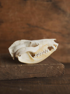 3.5-4" Opossum Skull, SB1277