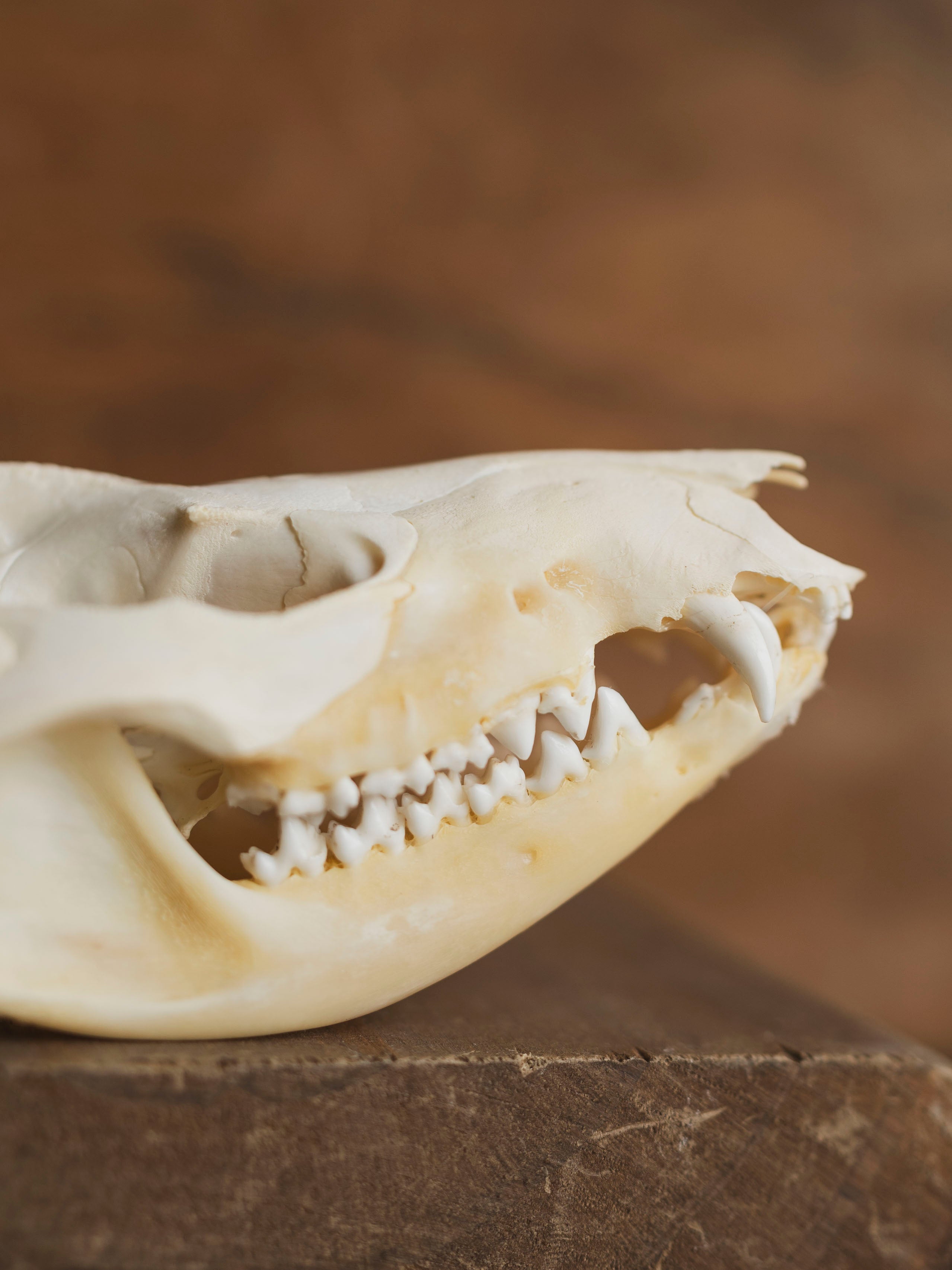 3.5-4" Opossum Skull, SB1277
