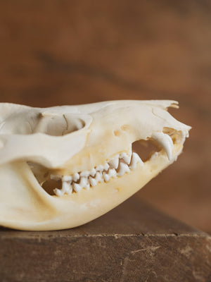 3.5-4" Opossum Skull, SB1277