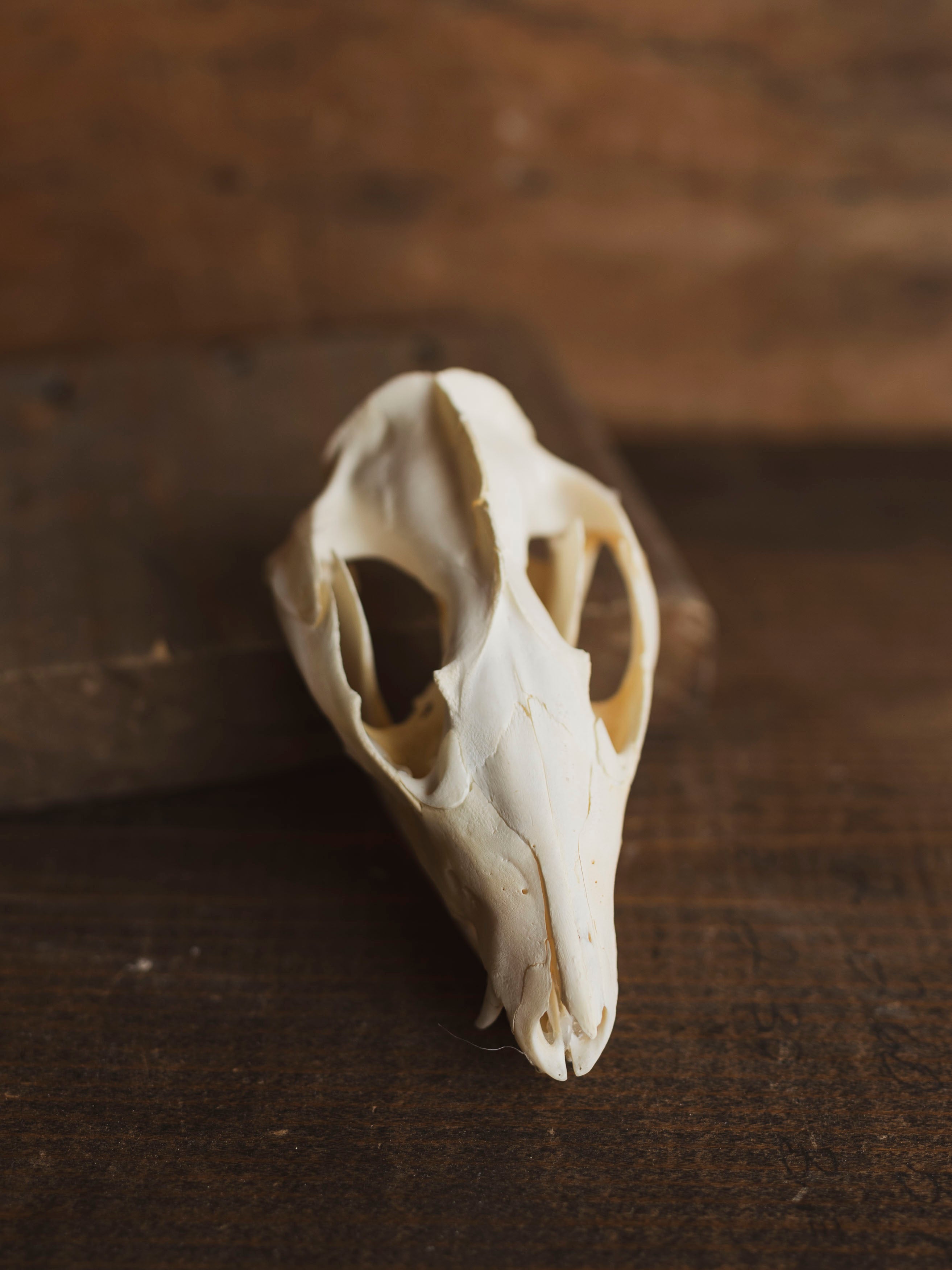 3.5-4" Opossum Skull, SB1277