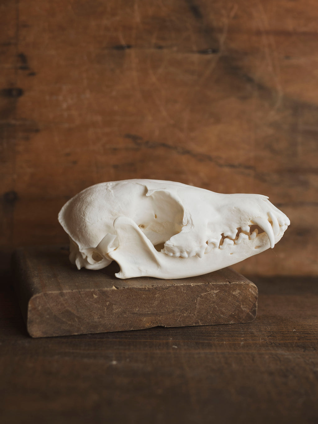 Red Fox Skull, SB423