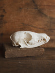 Red Fox Skull, SB423