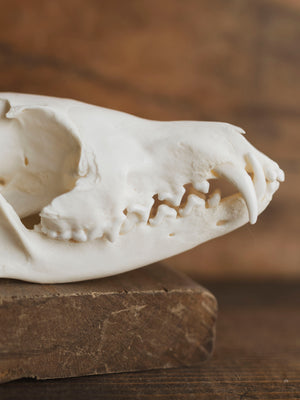 Red Fox Skull, SB423