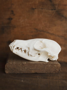 Red Fox Skull, SB423 – Black Moth