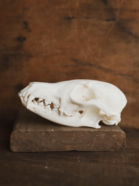 Red Fox Skull, SB423 – Black Moth
