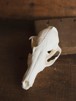 Red Fox Skull, SB423