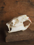 Nutria Skull, SB430