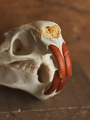 Nutria Skull, SB430