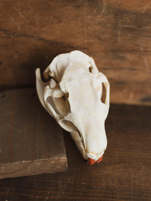 Nutria Skull, SB430