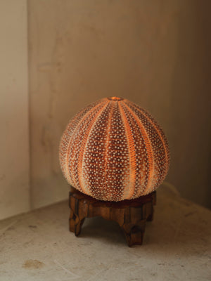 4.25 " English Channel Sea Urchin Lamp, NA440