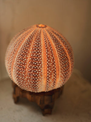4.25 " English Channel Sea Urchin Lamp, NA440