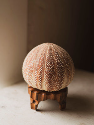 4.25 " English Channel Sea Urchin Lamp, NA440