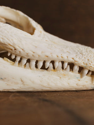 American Alligator Skull, SB990