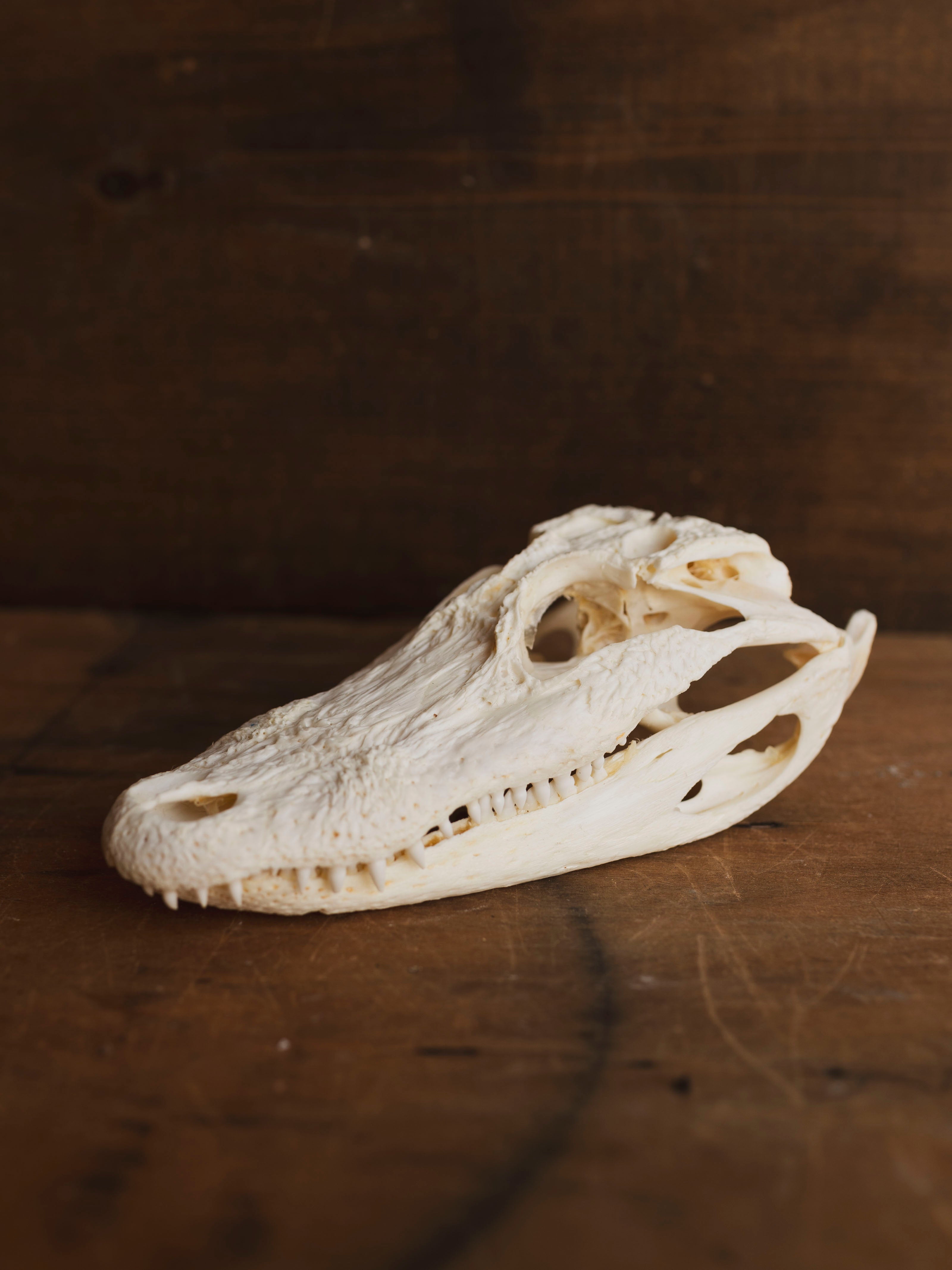 American Alligator Skull, SB990