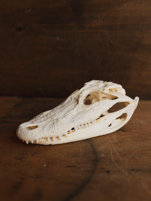 American Alligator Skull, SB990