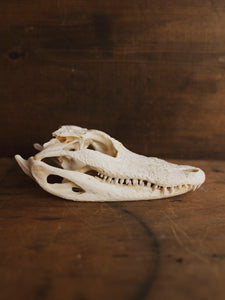 American Alligator Skull, SB990