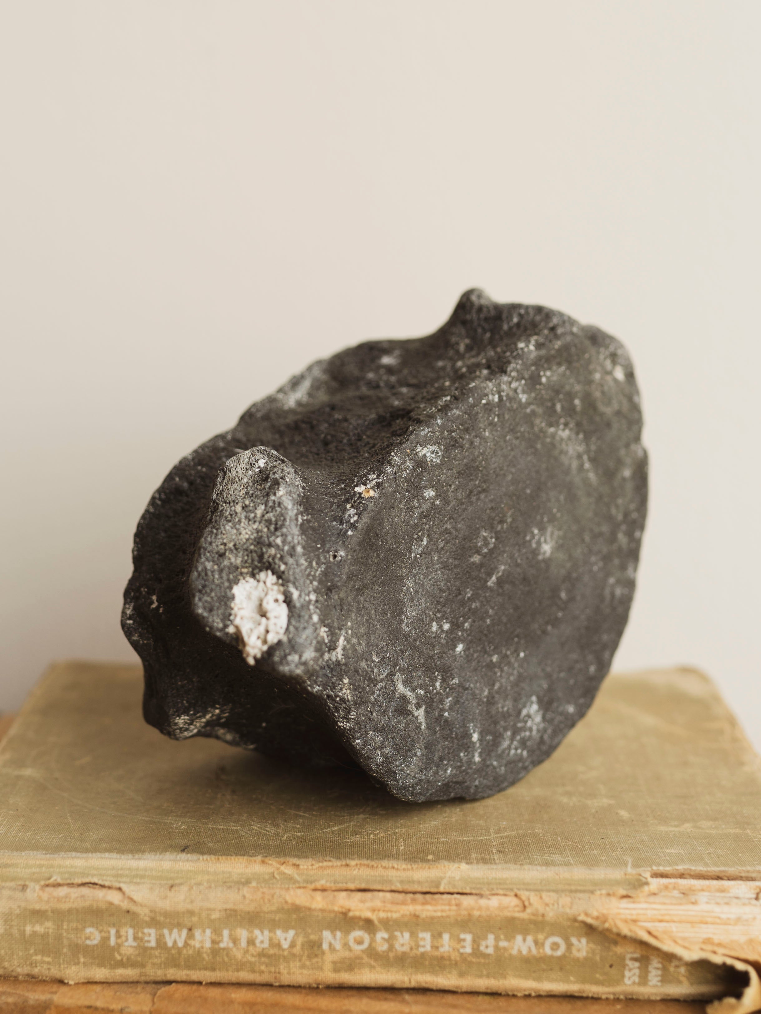 7" Fossilized Whale Vertebrae, RM1827