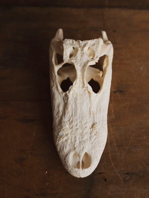 American Alligator Skull, SB990