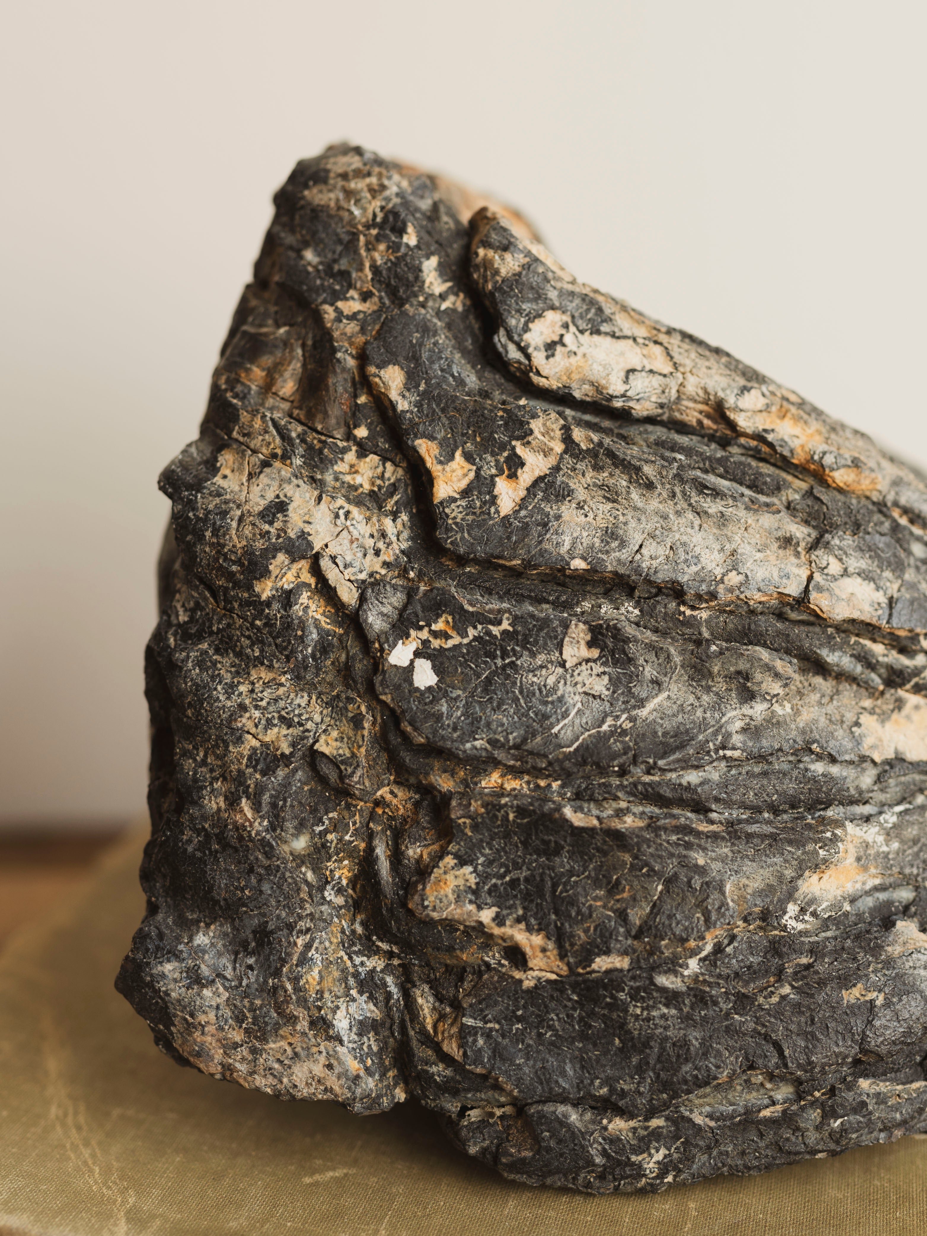 7" Fossilized Wooly Mammoth Tooth, RM1748