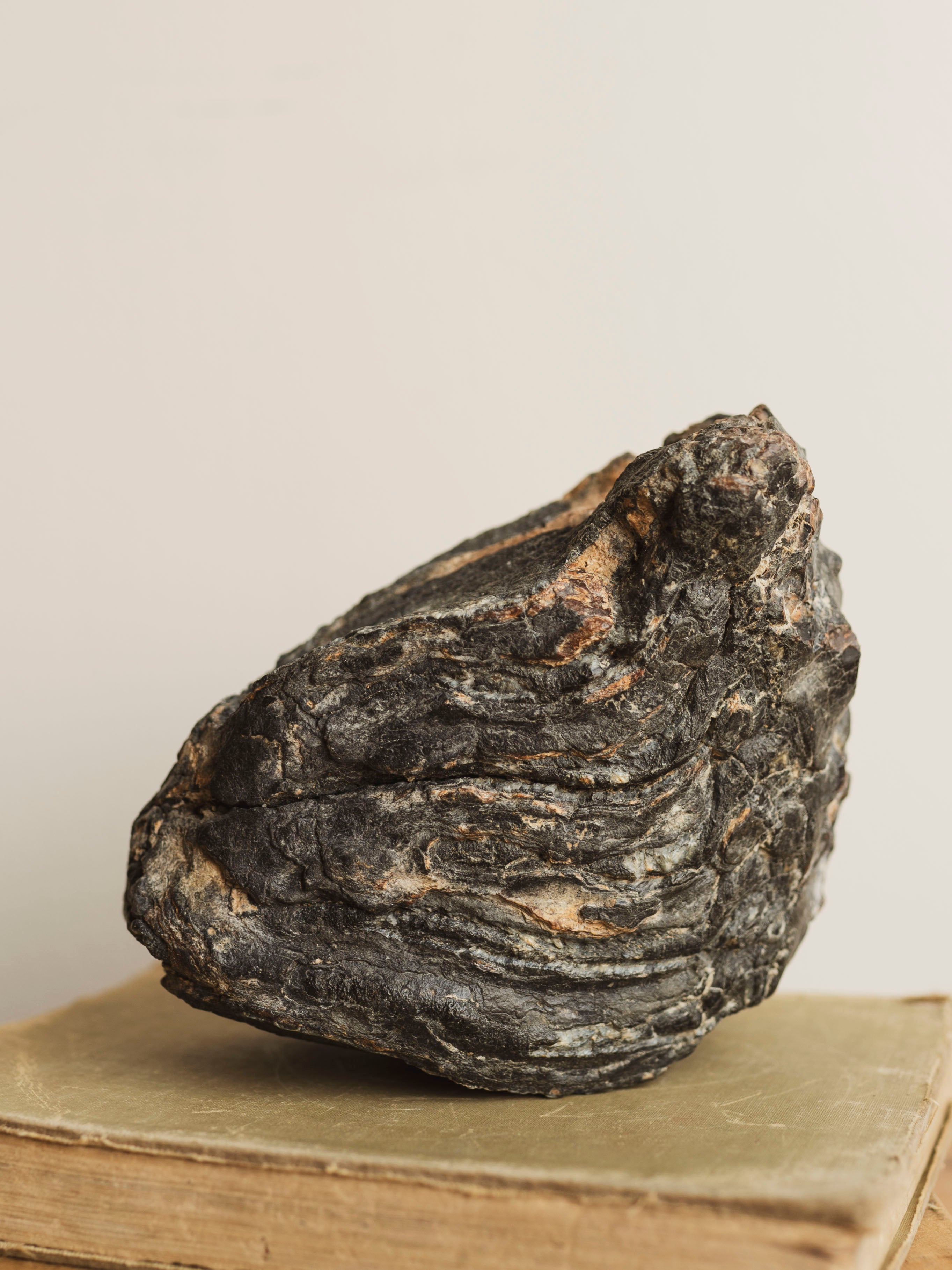 7" Fossilized Wooly Mammoth Tooth, RM1748