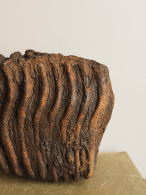 7.5" Fossilized Woolly Mammoth Tooth, RM1575