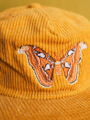 Atlas Moth Corduroy Hat, CA1461