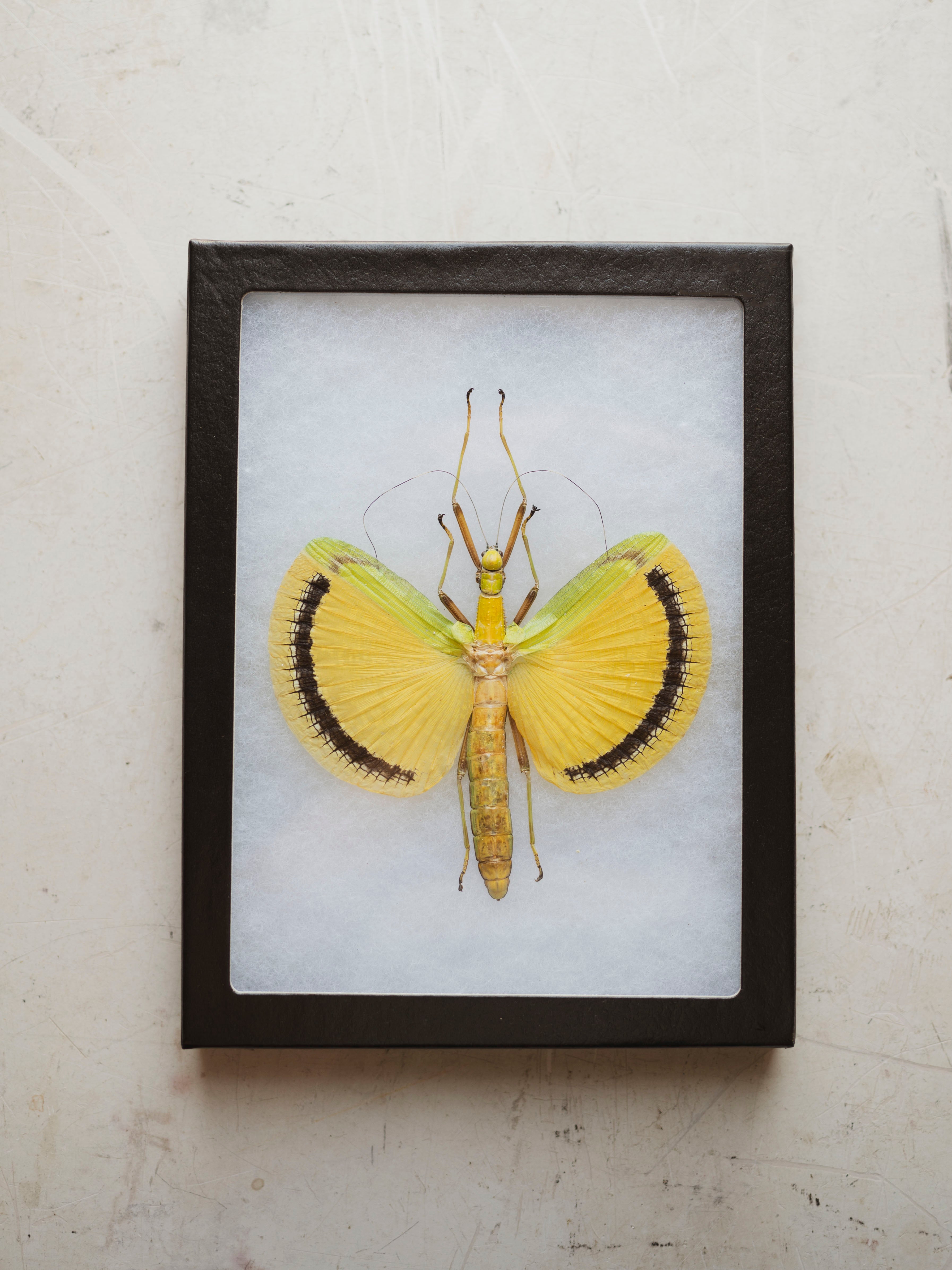 6x8" Framed Yellow Umbrella Stick Insect, IN1167
