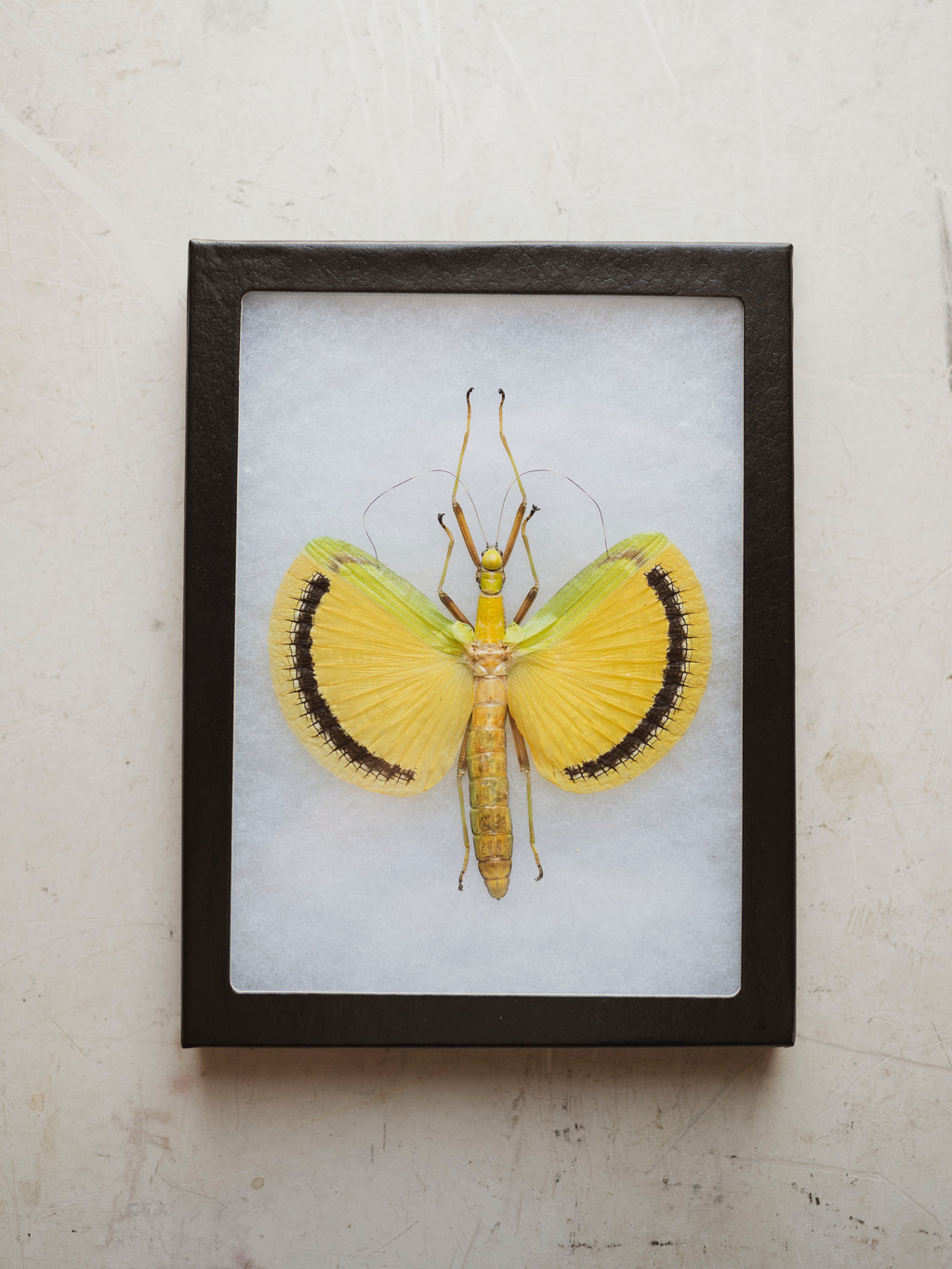 6x8" Framed Yellow Umbrella Stick Insect, IN1167