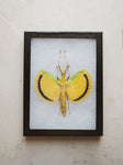 6x8" Framed Yellow Umbrella Stick Insect, IN1167