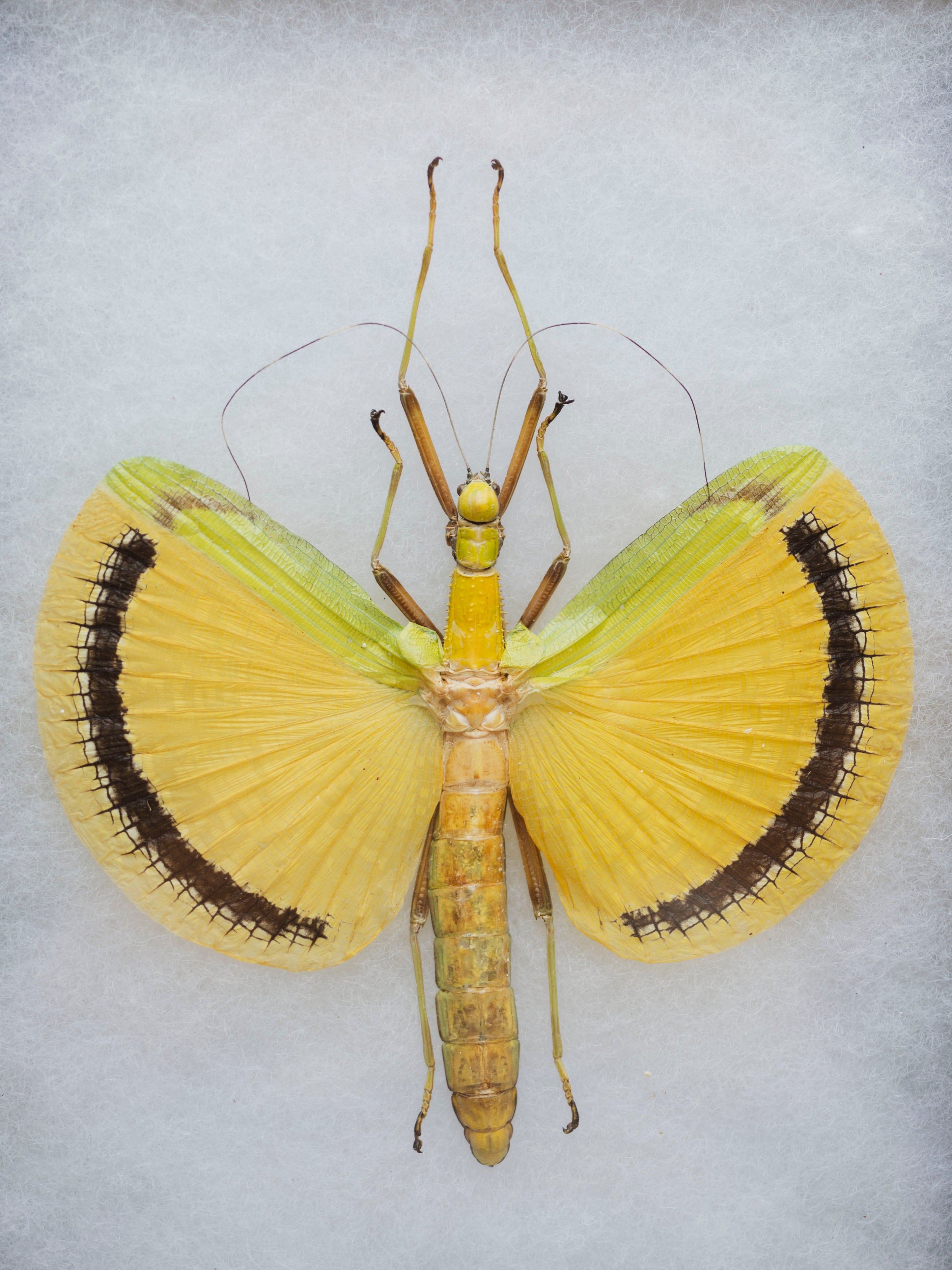 6x8" Framed Yellow Umbrella Stick Insect, IN1167
