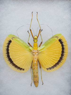 6x8" Framed Yellow Umbrella Stick Insect, IN1167