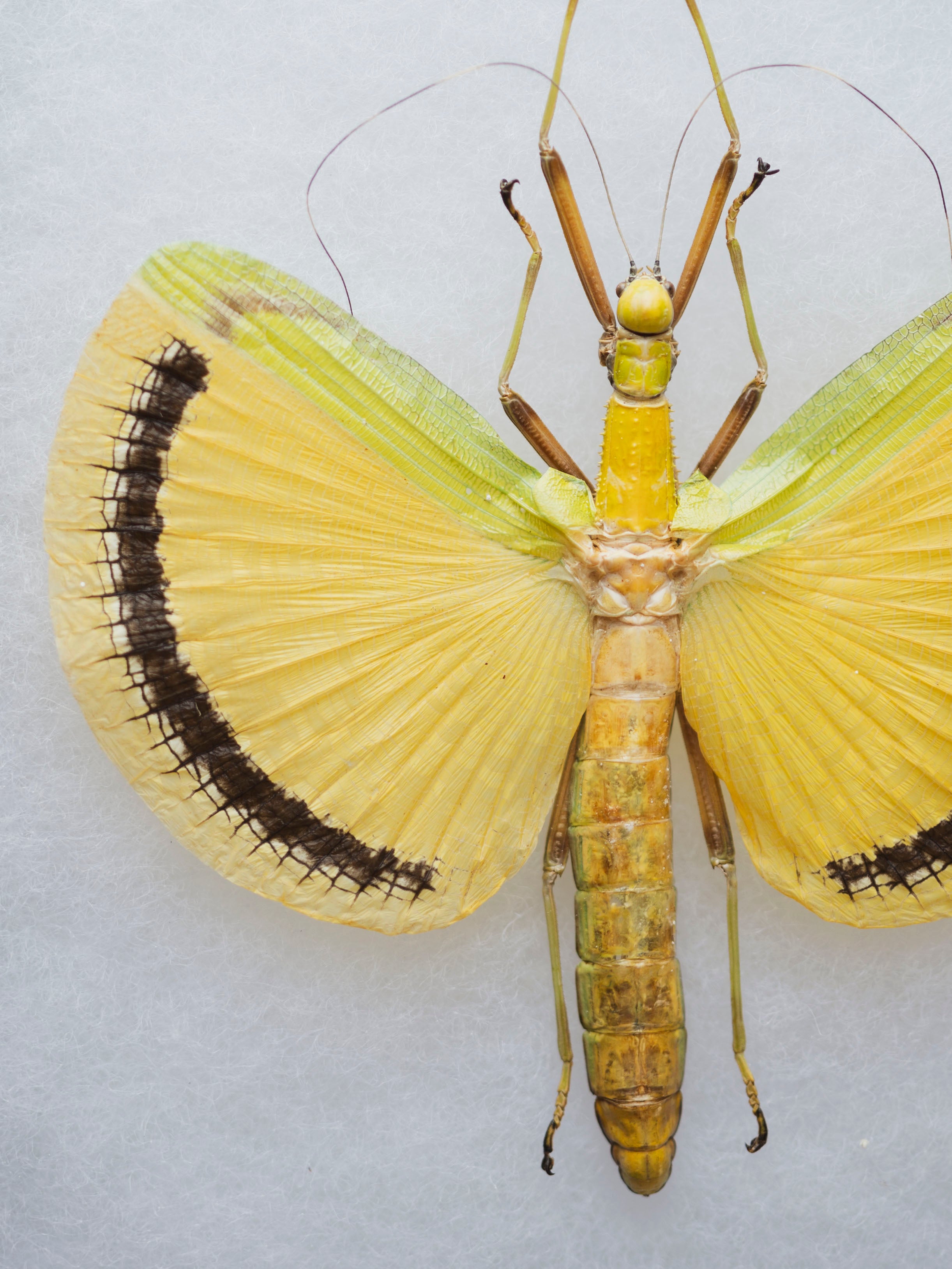 6x8" Framed Yellow Umbrella Stick Insect, IN1167