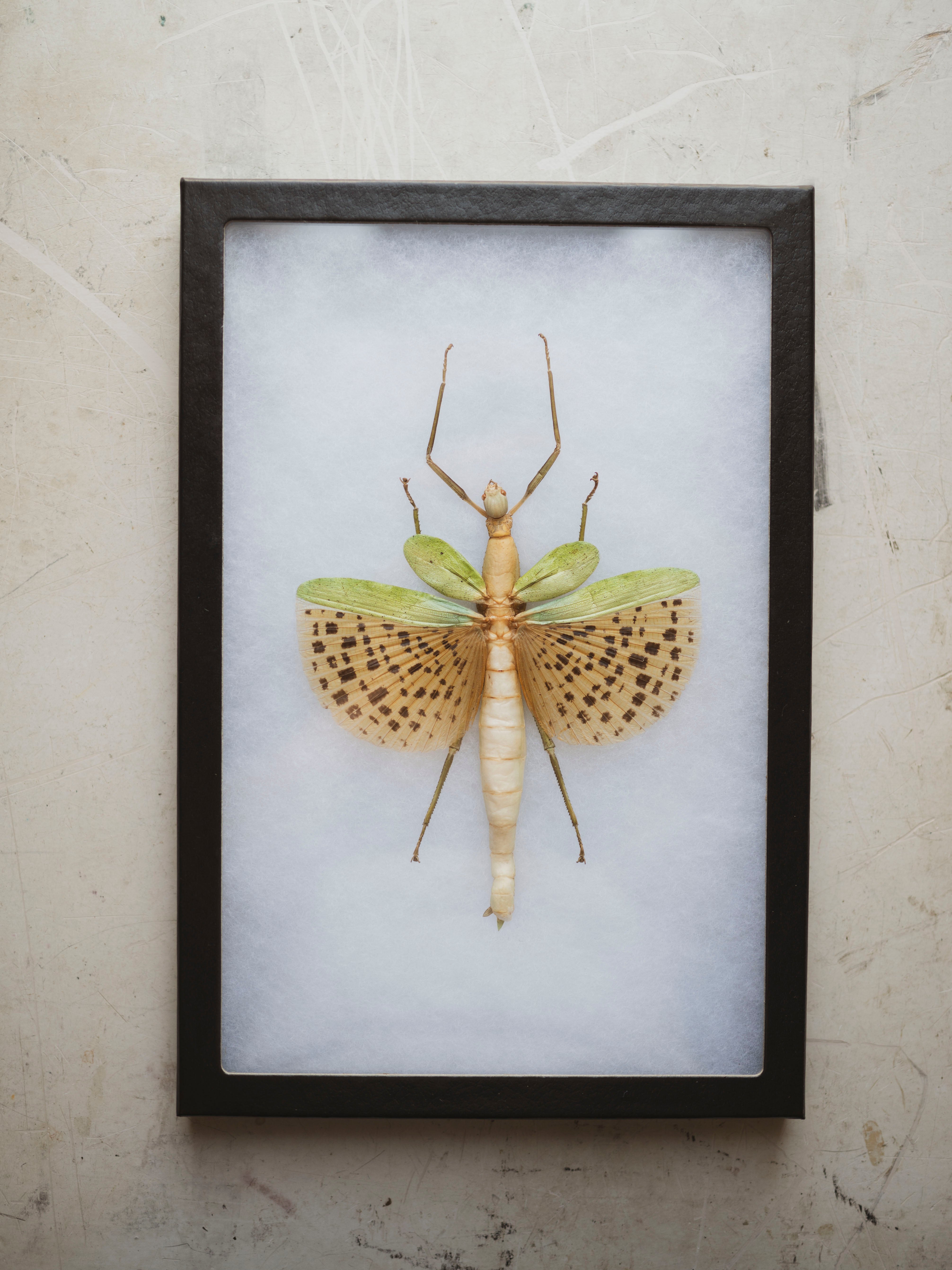 8x12" Framed Leopard Spotted Walking Stick Insect, IN1168