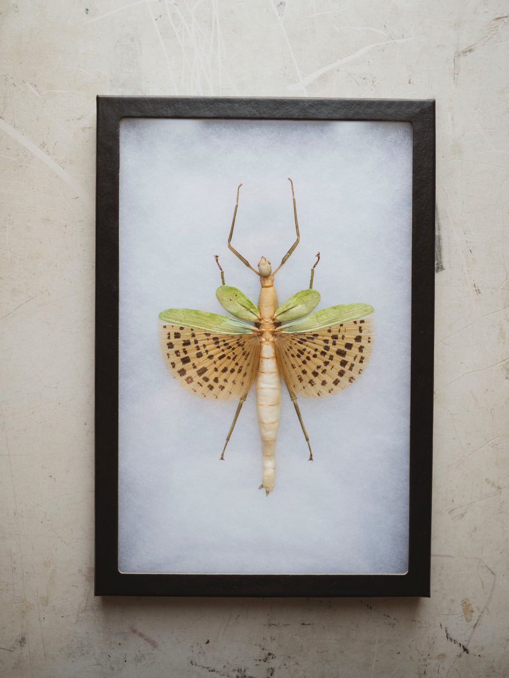 8x12" Framed Leopard Spotted Walking Stick Insect, IN1168