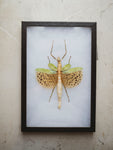 8x12" Framed Leopard Spotted Walking Stick Insect, IN1168