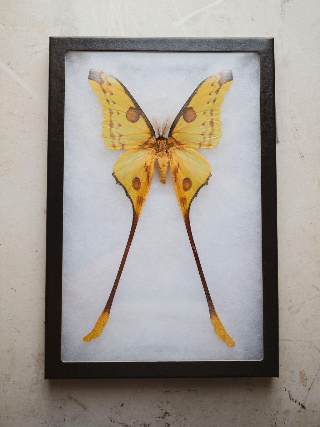8x12" Framed Yellow Comet Moth (Male), IN1198