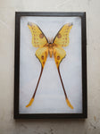 8x12" Framed Yellow Comet Moth (Male), IN1198