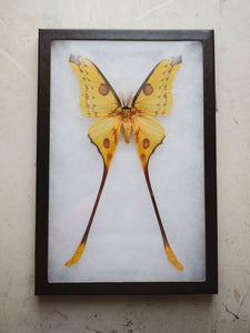 8x12" Framed Yellow Comet Moth (Male), IN1198