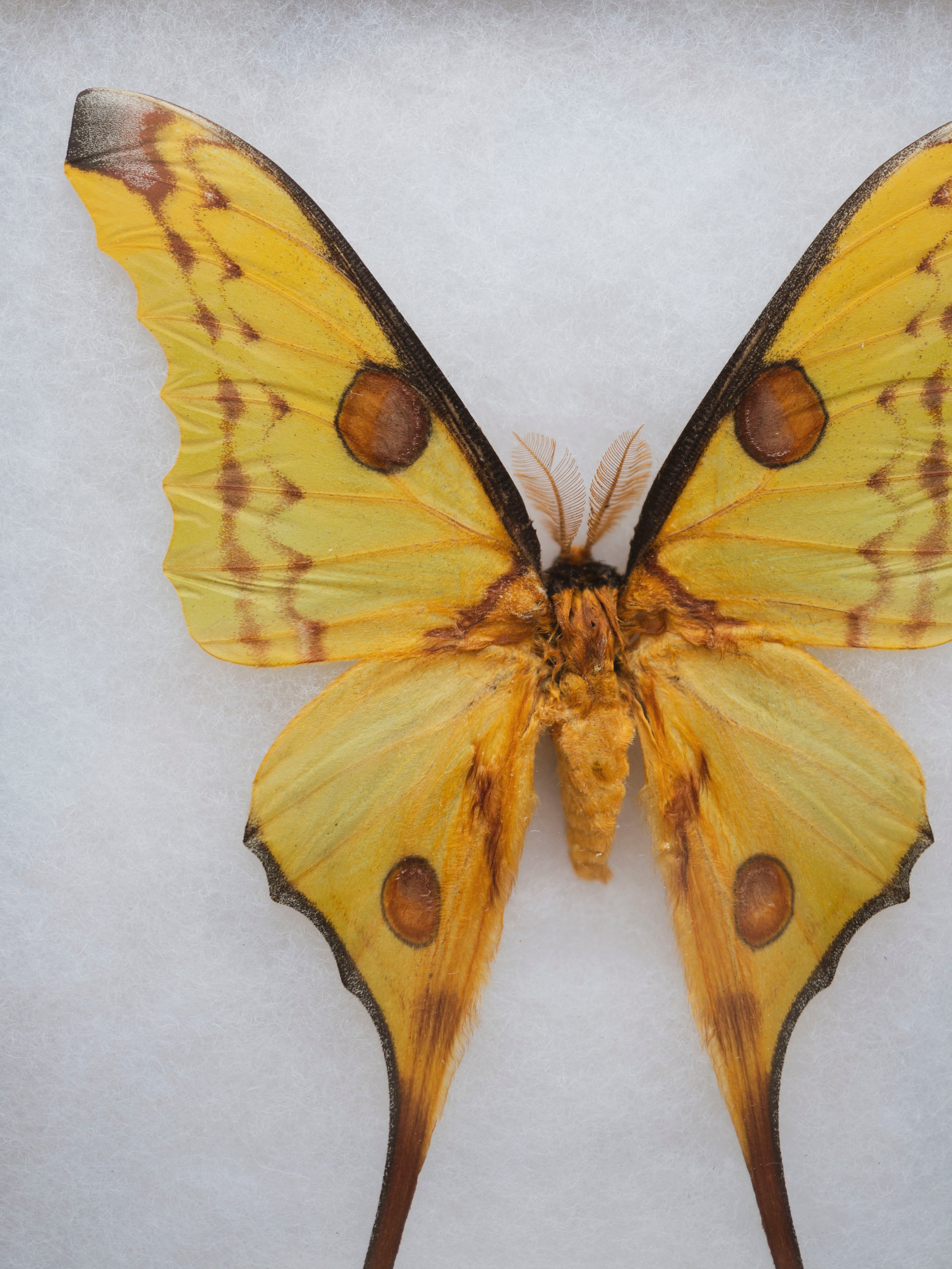 8x12" Framed Yellow Comet Moth (Male), IN1198
