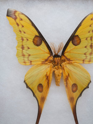 8x12" Framed Yellow Comet Moth (Male), IN1198