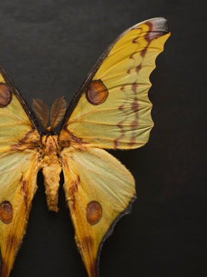 8x12" Framed Yellow Comet Moth (Male), IN1198