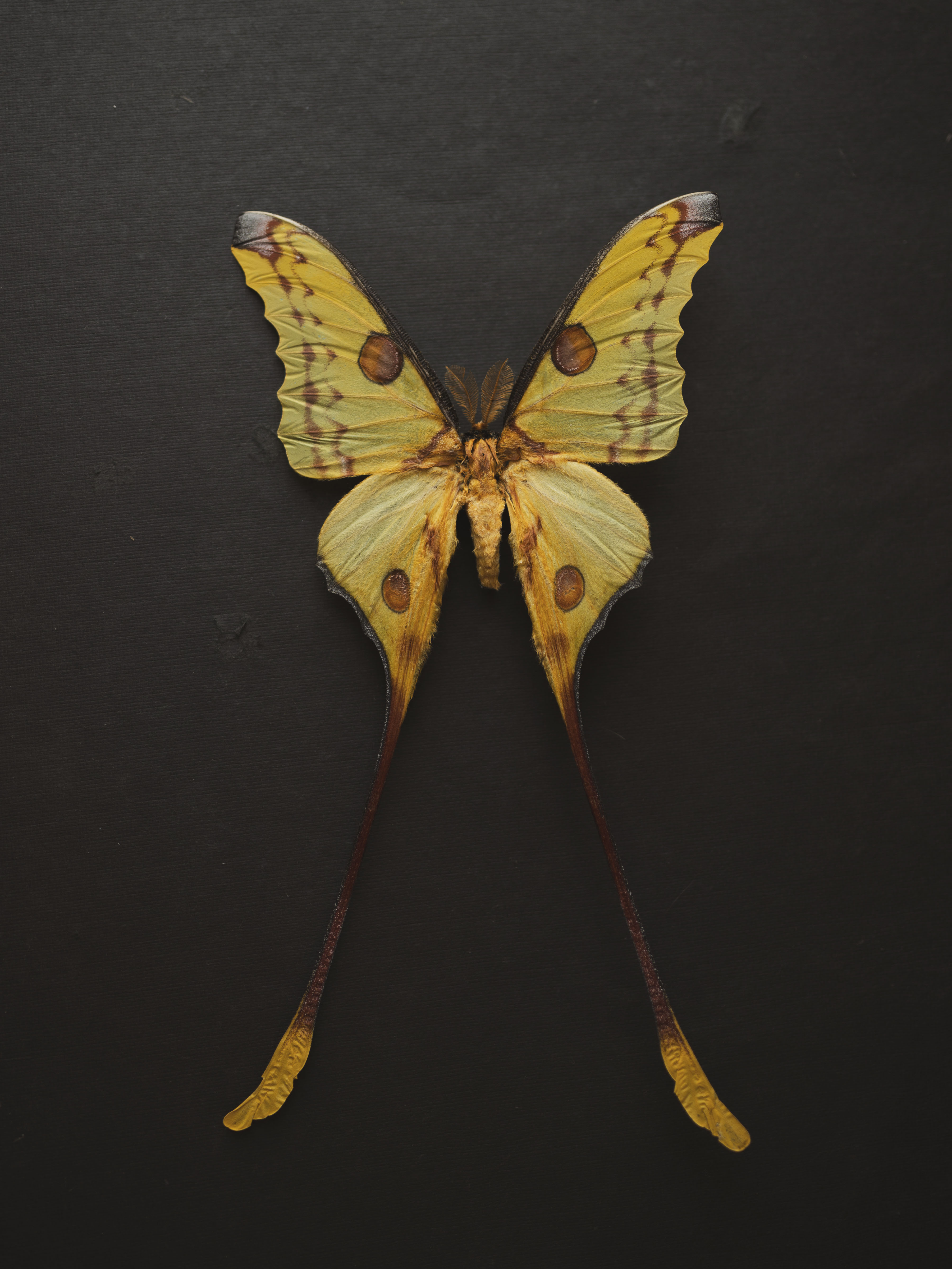 8x12" Framed Yellow Comet Moth (Male), IN1198