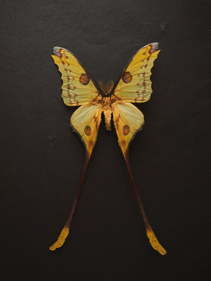 8x12" Framed Yellow Comet Moth (Male), IN1198