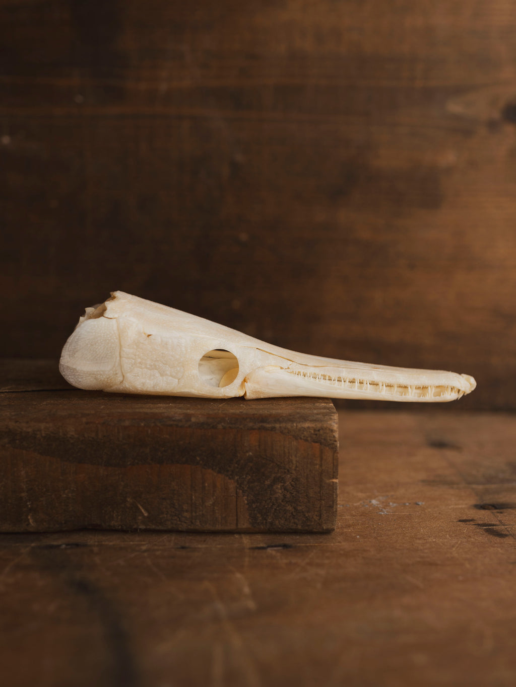 5-5.5" Spotted Gar Skull, SB1100