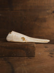 5-5.5" Spotted Gar Skull, SB1100
