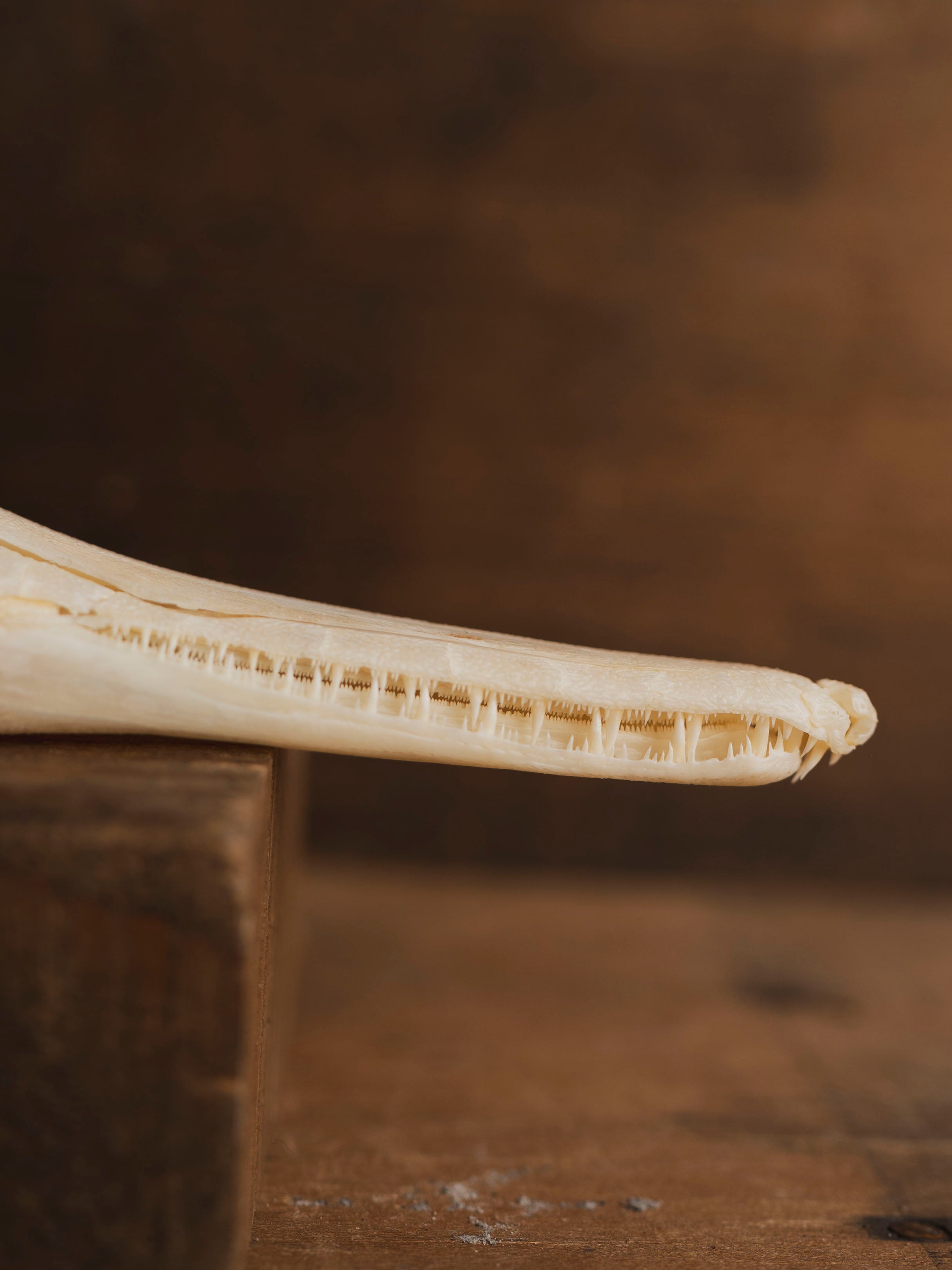 5-5.5" Spotted Gar Skull, SB1100