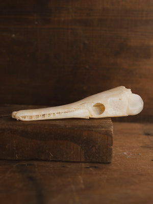 5-5.5" Spotted Gar Skull, SB1100