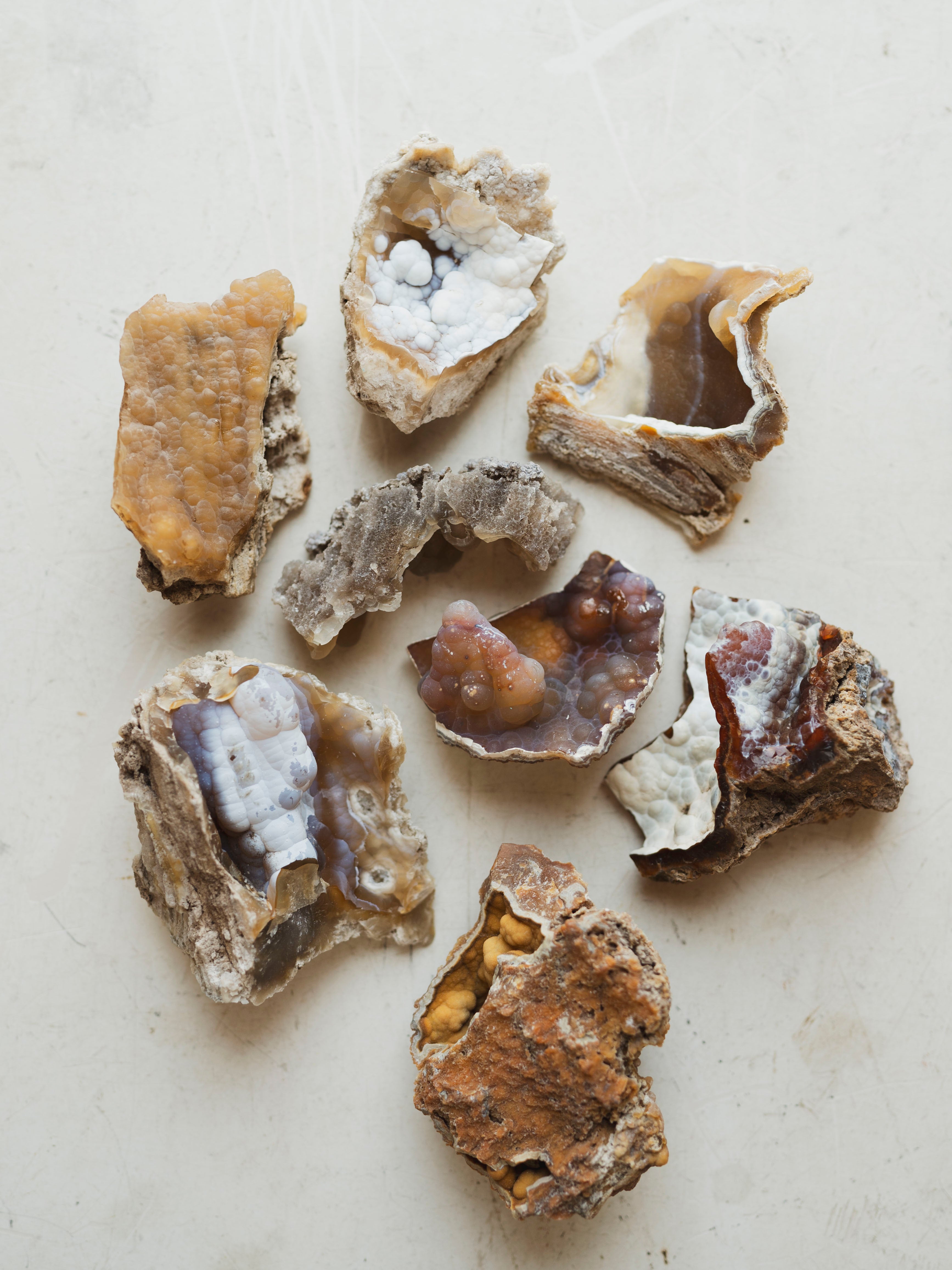Agatized Coral, RM1911