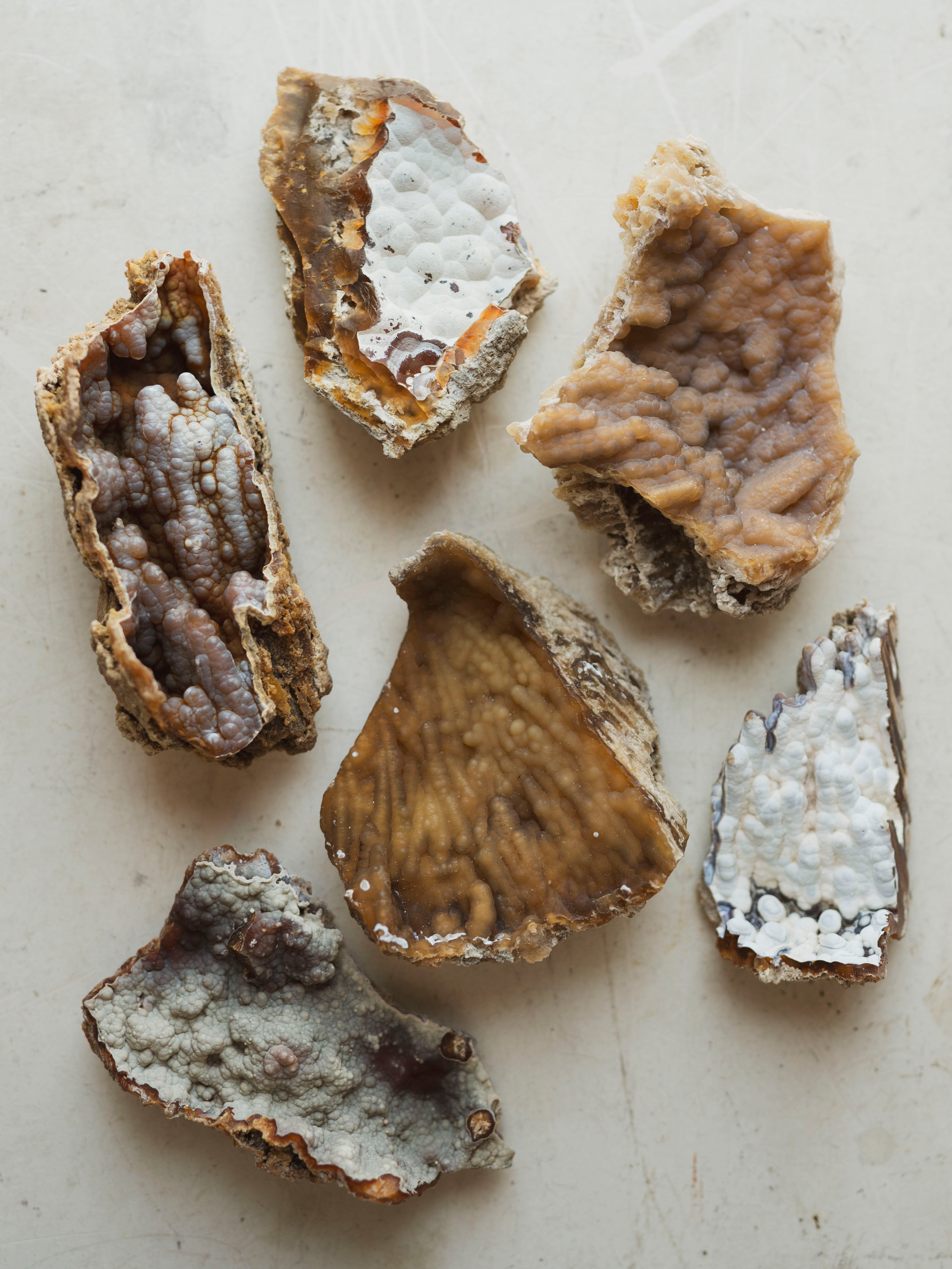 Agatized Coral, RM1911