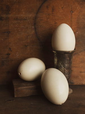 5.25-5.5" Emu Egg, PS408